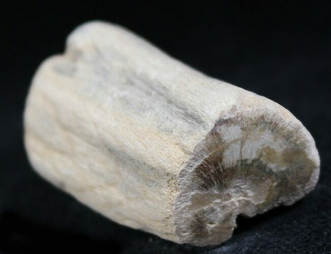 Polished Petrified Wood Limb - Madagascar #27176
